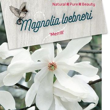 Magnolia x loebneri 'Merrill'