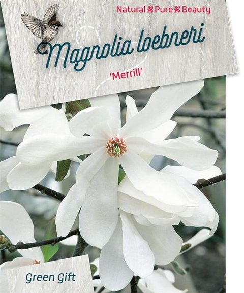 Magnolia x loebneri 'Merrill'