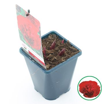 Paeonia LACTIFLORA MIX