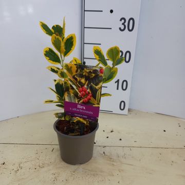 Ilex x altaclerensis 'Golden King'