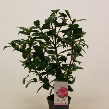 Camellia japonica 'Bonomiana'
