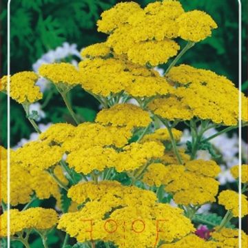 Achillea 'Moonshine'