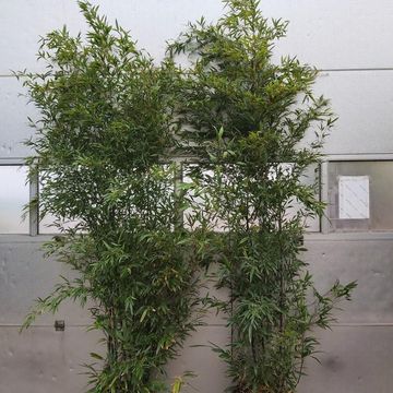 Phyllostachys nigra