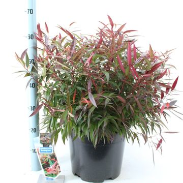 Leucothoe keiskei BURNING LOVE