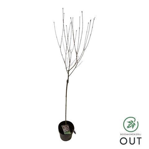 Syringa meyeri FLOWERFESTA WHITE