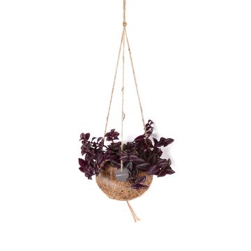 Hanging plants MIX