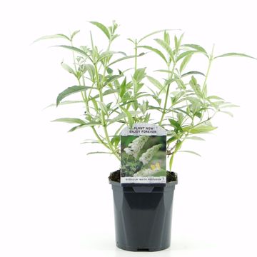 Buddleja davidii 'Вайт Профьюжн'