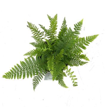 Polystichum braunii
