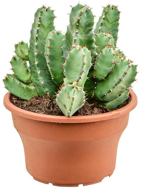 Euphorbia resinifera