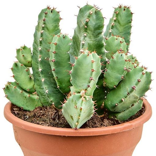 Euphorbia resinifera