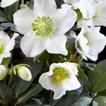 Helleborus niger 'Christmas Carol'