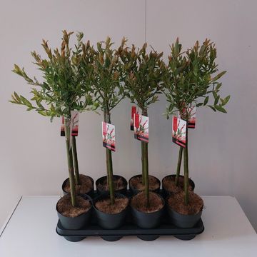 Salix integra 'Flamingo'