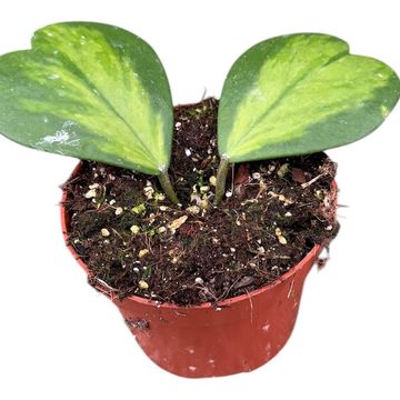 Hoya kerrii 'Variegata'