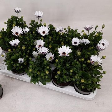 Osteospermum FLOWERPOWER WHITE