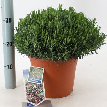 Andromeda polifolia 'Компакта'