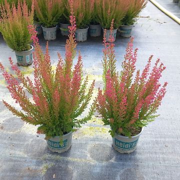 Erica gracilis HEIDI'S BELLA