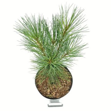 Pinus strobus 'Stowe Pillar'
