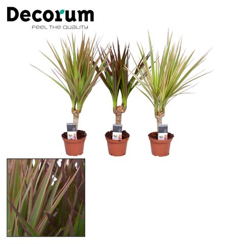 Dracaena MIX