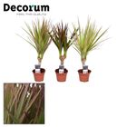 Dracaena MIX