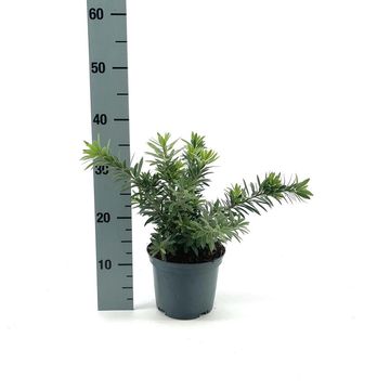 Callistemon viminalis