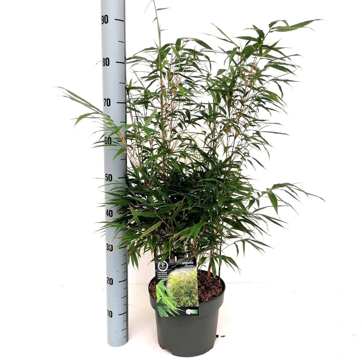 Fargesia robusta 'Formidable' — Plant Wholesale FlorAccess