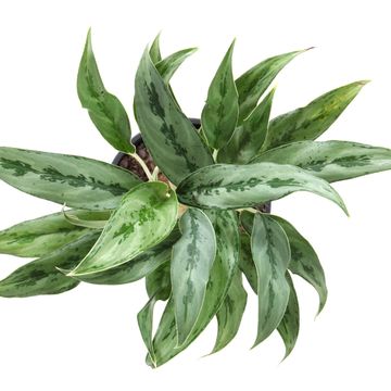 Aglaonema 'Greyhound'