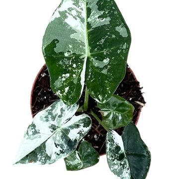 Alocasia micholitziana 'Frydek Variegata'