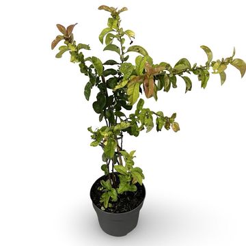 Chaenomeles speciosa 'Scarlet Storm'