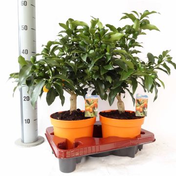 Citrus margarita 'Nagami'