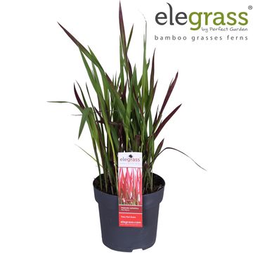 Imperata cylindrica 'Red Baron'