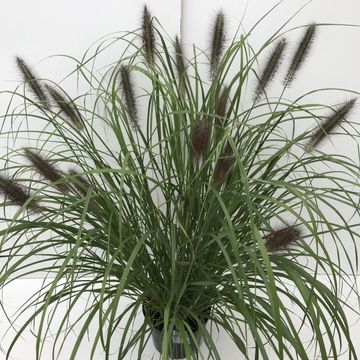 Pennisetum alopecuroides 'Red Head'