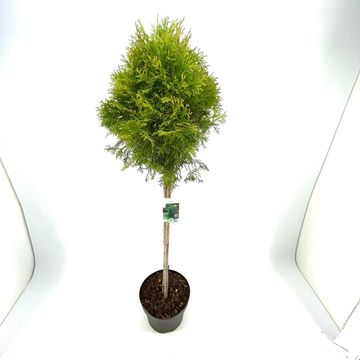 Thuja occidentalis 'Smaragd'