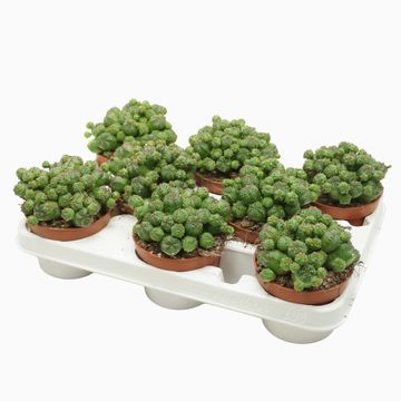 Euphorbia globosa
