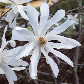 Magnolia stellata