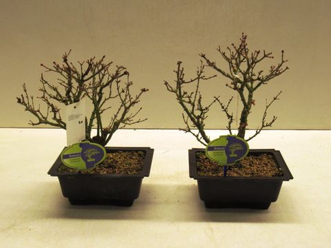 Acer palmatum 'Kotohime'