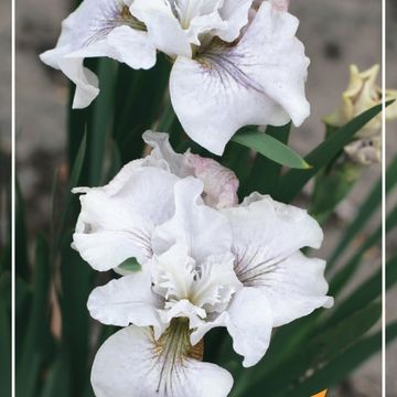 Iris sibirica 'Not Quite White'