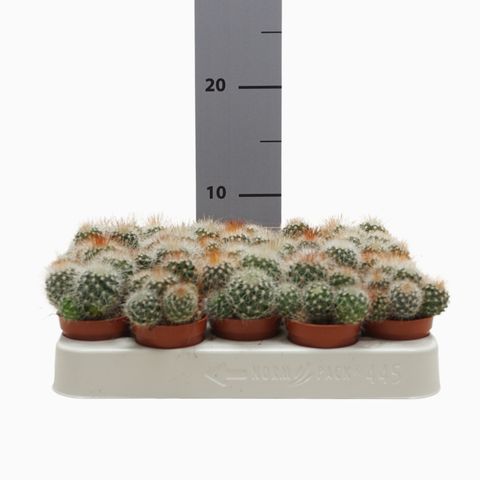 Mammillaria spinosissima