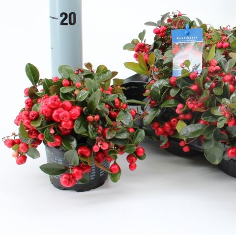 Gaultheria procumbens 'Red Diamond'