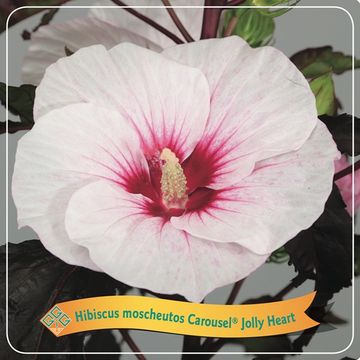 Hibiscus moscheutos CAROUSEL JOLLY HEART