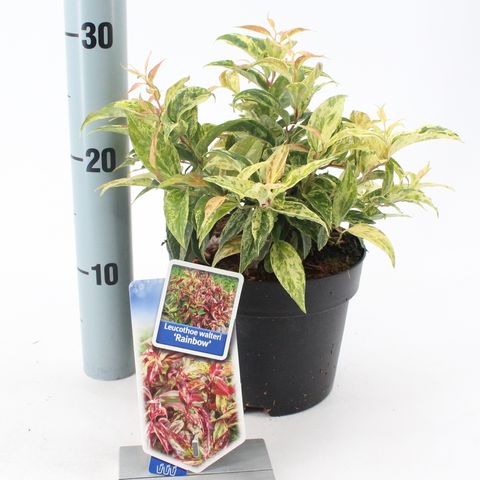 Leucothoe fontanesiana 'Rainbow'