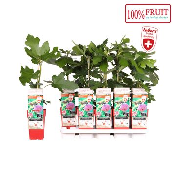 Ficus carica 'Gustissimo Perretta'