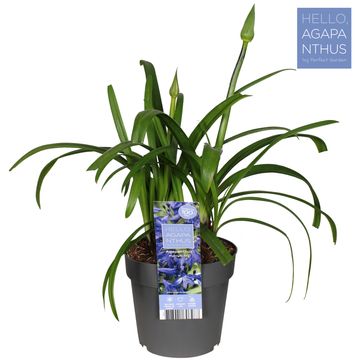 Agapanthus EVERPANTHUS MIDNIGHT SKY