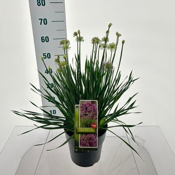 Allium 'Cobalt Millenium'