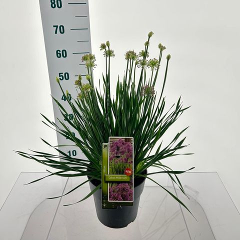 Allium 'Cobalt Millenium'