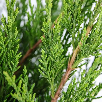 Juniperus x pfitzeriana 'Mint Julep'