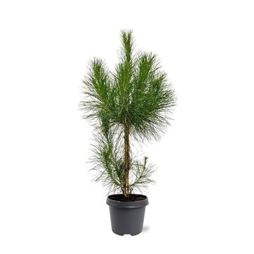 Pinus roxburghii