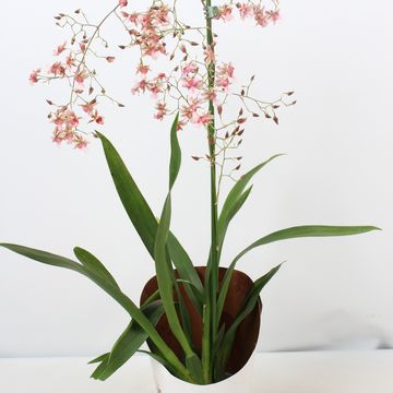 Oncidium Rosy Sunset