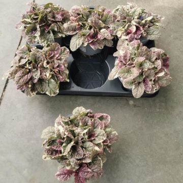 Ajuga reptans 'Burgundy Glow'