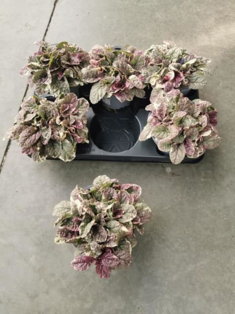 Ajuga reptans 'Burgundy Glow'