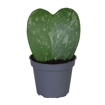 Hoya kerrii 'Splash'